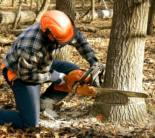 Tree Removal in Woodbury, PA